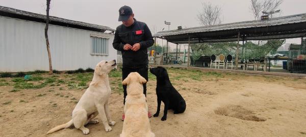 声音纪录片⑪｜国际导盲犬日：你可知道比大熊猫还稀少的导盲犬的一生