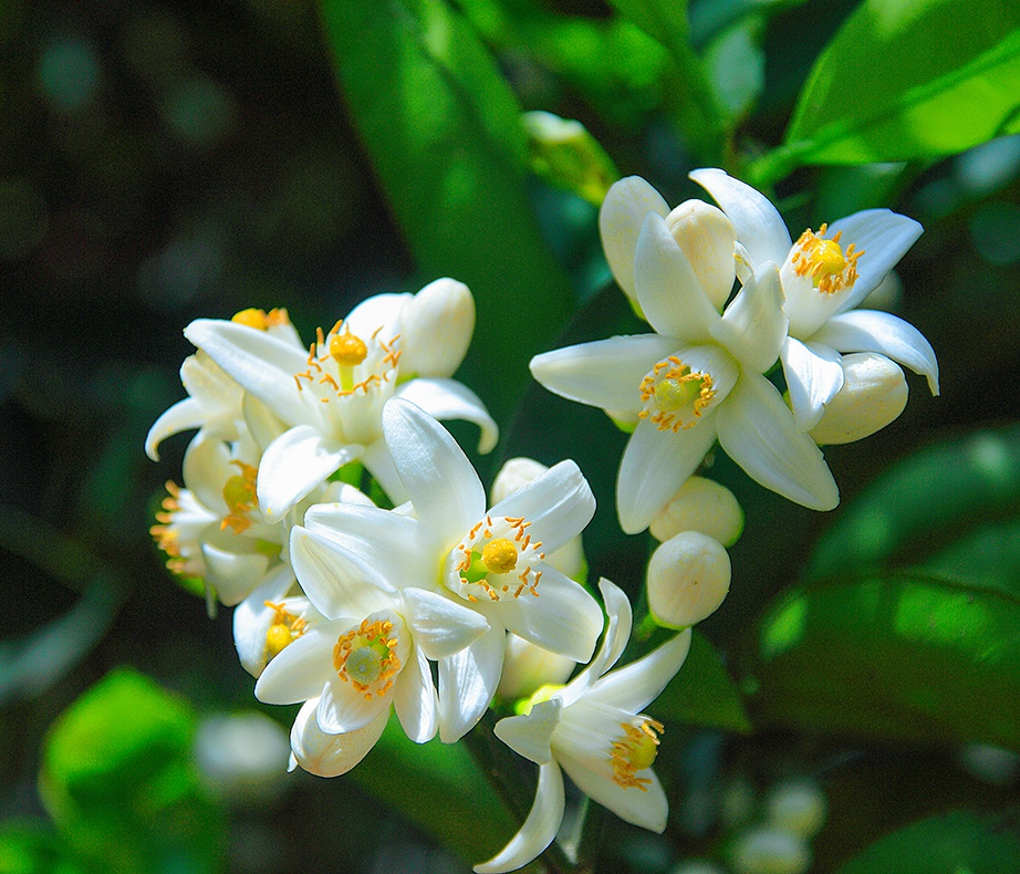 5月胡柚花香相约常山共享花前乐下