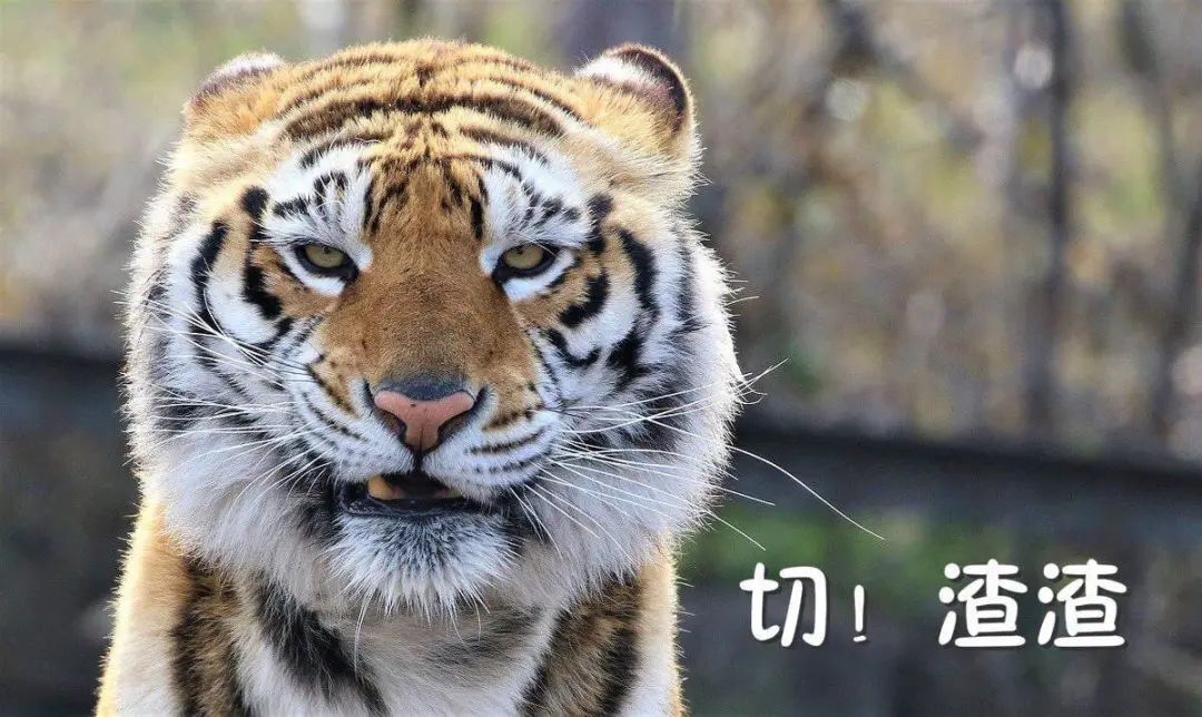 村里来了东北虎,我的祖传滑铲绝技要派上用场了?|老虎_新浪新闻