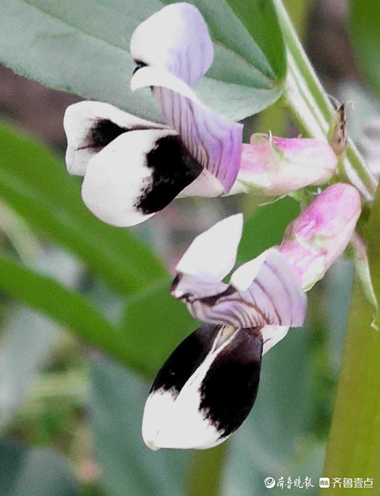 花开齐鲁可可爱爱临沂蚕豆花次第绽妍宛如黑蝴蝶栖息花丛中