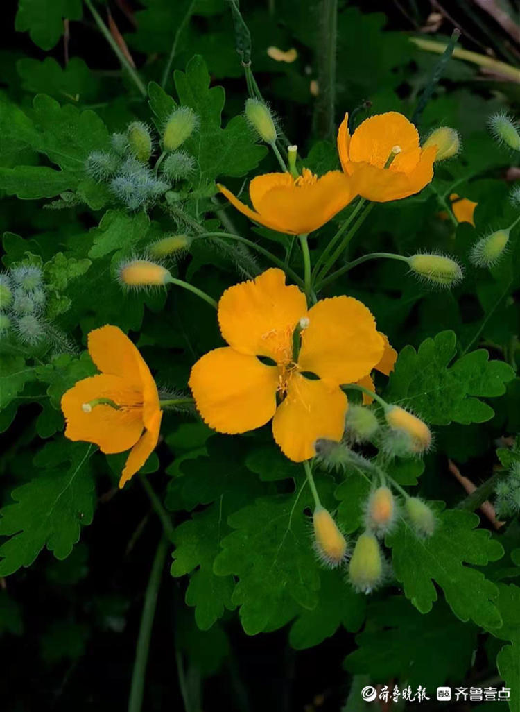 白屈菜开花黄艳艳