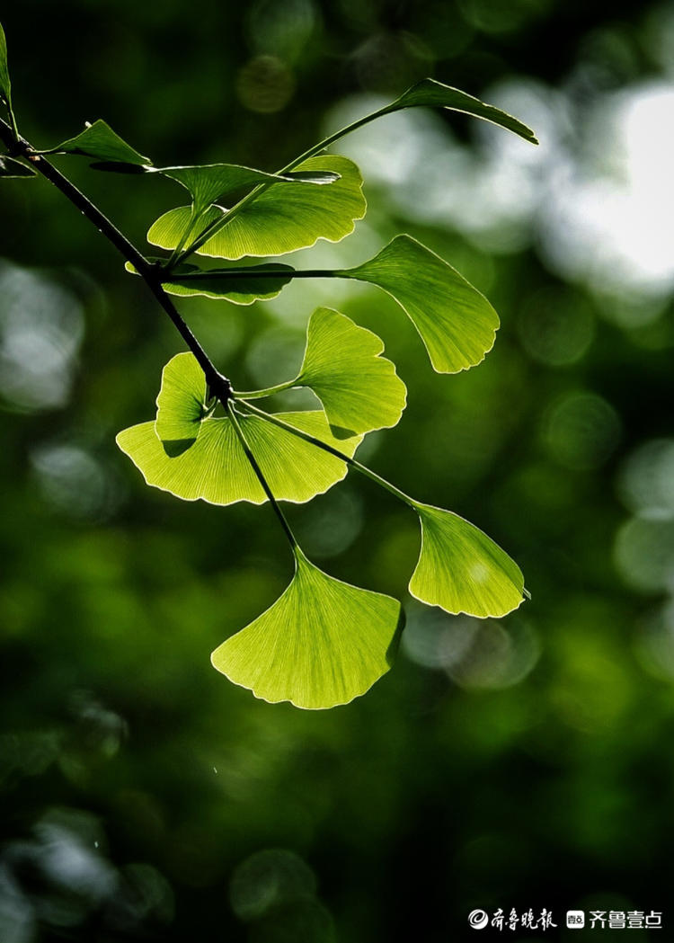 阳光下银杏叶更加翠绿