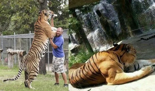 村里来了东北虎,我的祖传滑铲绝技要派上用场了?|老虎_新浪新闻