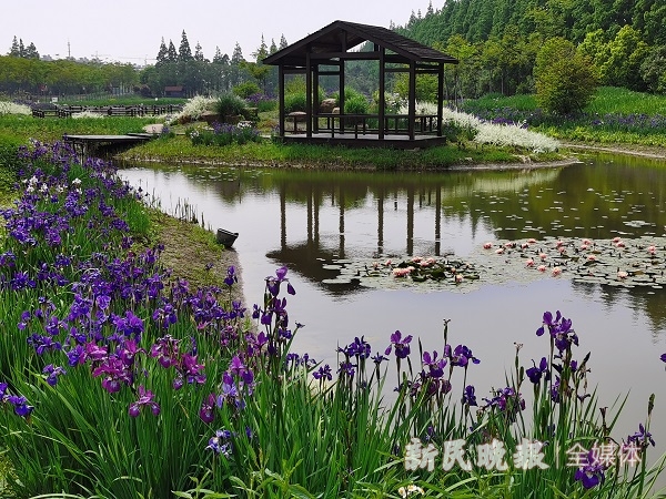 鸢尾文化节开幕120余个品种盛放迎客