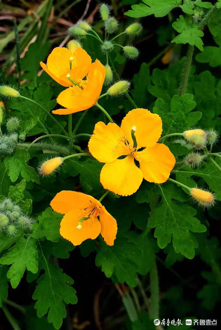 白屈菜开花黄艳艳