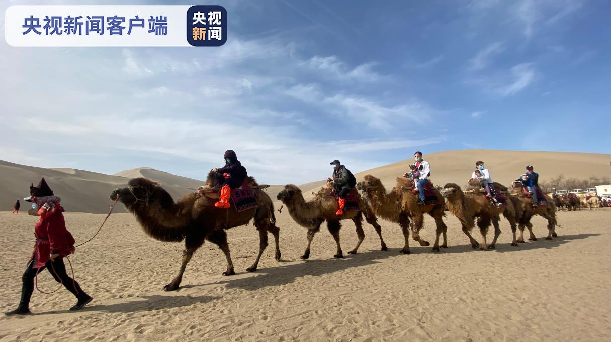 假期未到游客已至，敦煌月牙泉景区1500峰骆驼全员出动