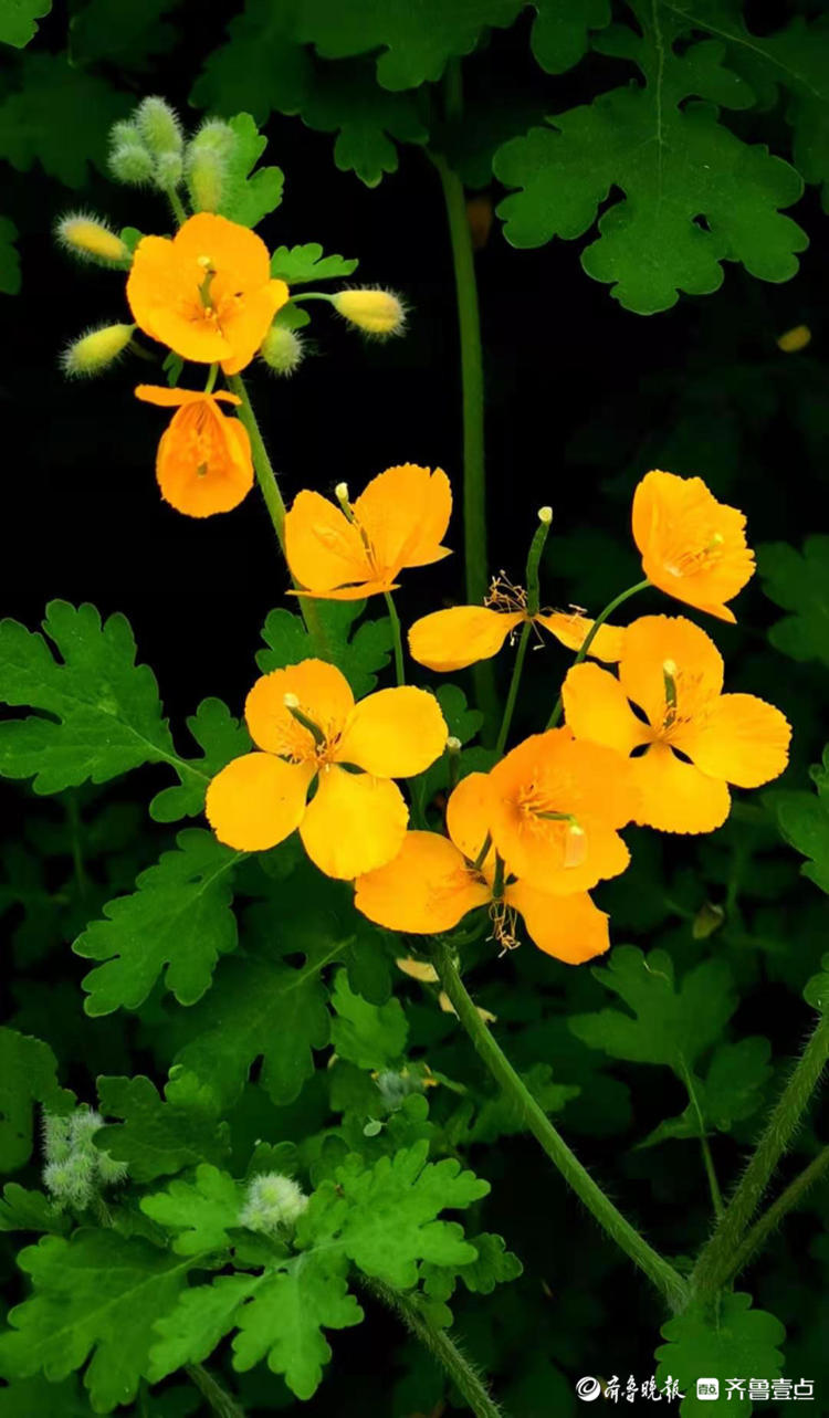 白屈菜开花黄艳艳