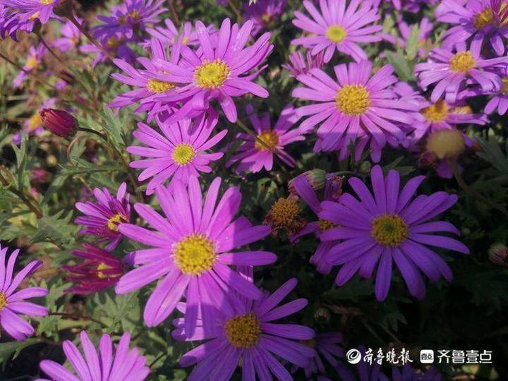 迎五一大型华丽丽的植物立体雕塑亮相济南街头