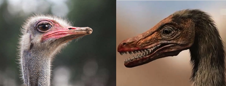 (有没有觉得长相也相似)而临河猎龙的智商堪比鸵鸟鸵鸟的智商能达到5.