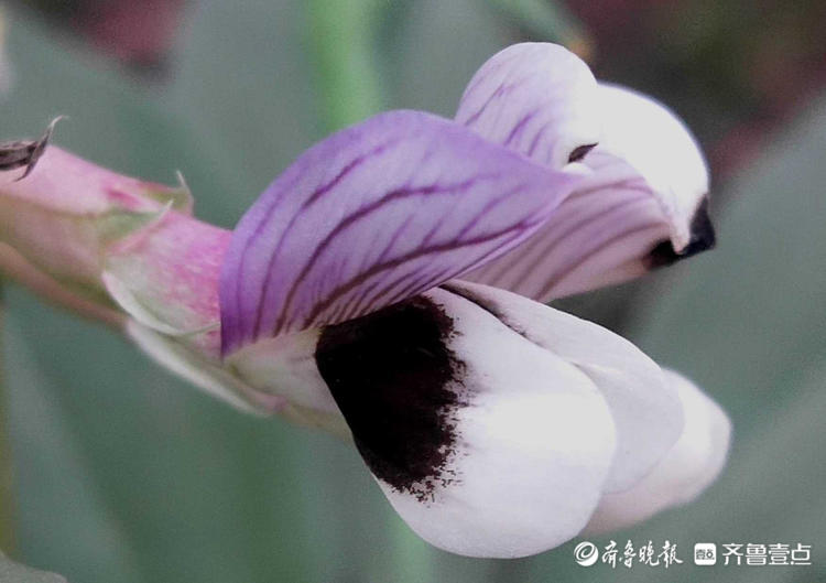 花开齐鲁可可爱爱临沂蚕豆花次第绽妍宛如黑蝴蝶栖息花丛中