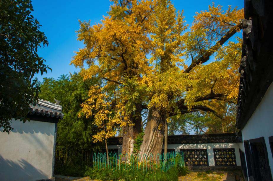 扬州677棵古树名木邀您来认养|扬州市|银杏|扬州_新浪新闻