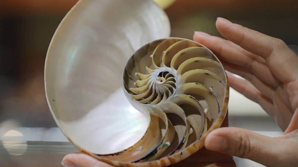 【青岛贝壳博物馆】门票免费送五一假期一起来看神奇的恐龙吧展览时间