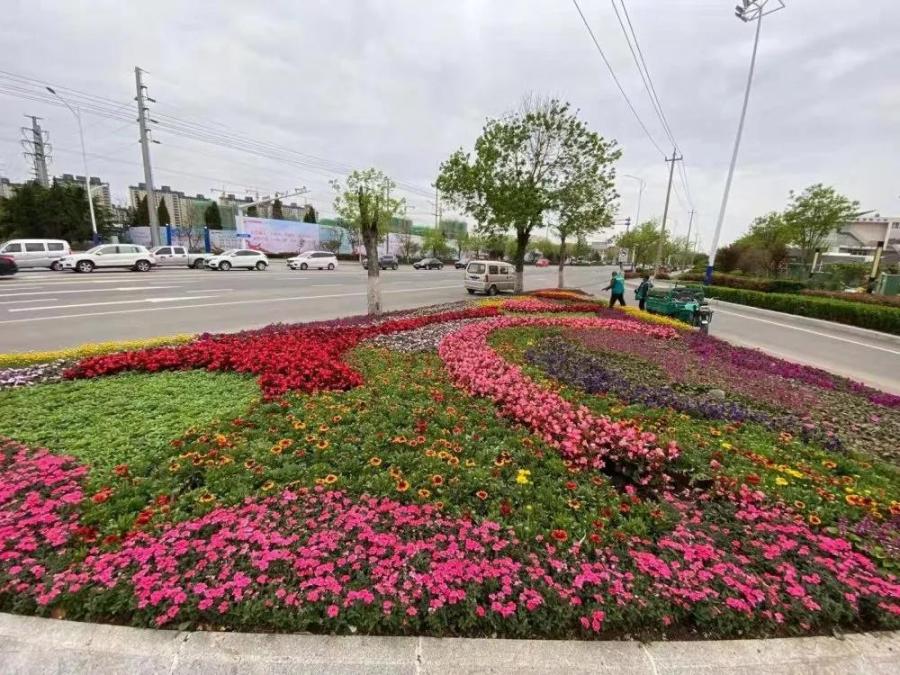 搭配孔雀草,四季海棠,满天星等彩色地面模纹花坛