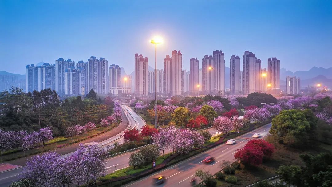 紫荆花城醉美柳州东风风行抖音摄影大赛圆满收官获奖名单公布