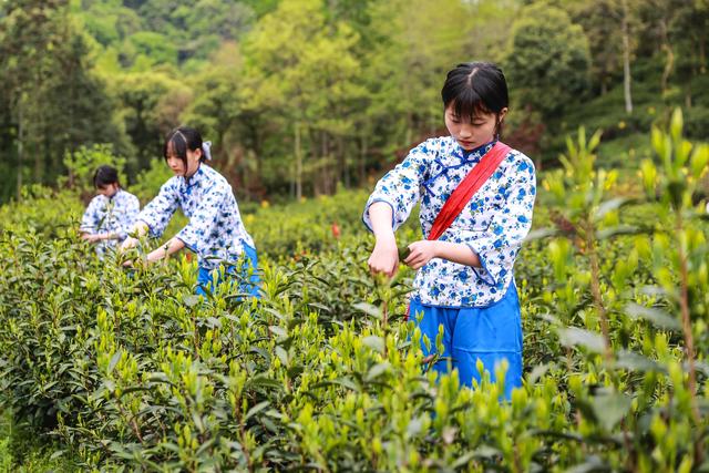 安徽黄山|春日采茶忙|猴魁|黄山区|名茶_新浪新闻