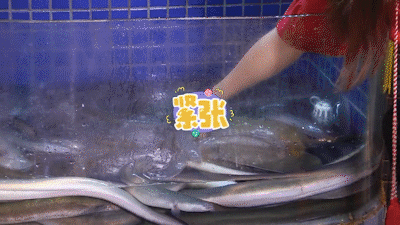 还是让海哥出手帮帮忙吧,海鳝一般比黄鳝滑,想要捉它也要一点技巧,最