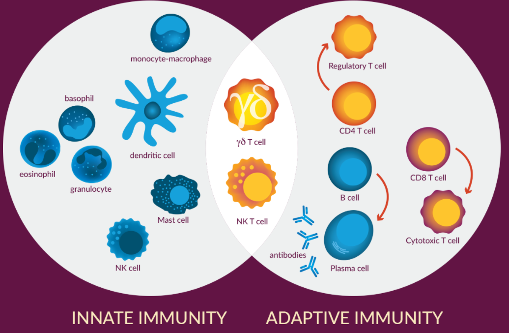 t细胞免疫疗法新赛道开启?全球首家开发γδ t双抗的公司成功上市