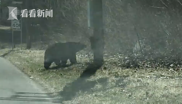 当妈不易！熊妈妈带4个宝宝过马路 结果被“熊孩子们”整崩溃休闲区蓝鸢梦想 - Www.slyday.coM