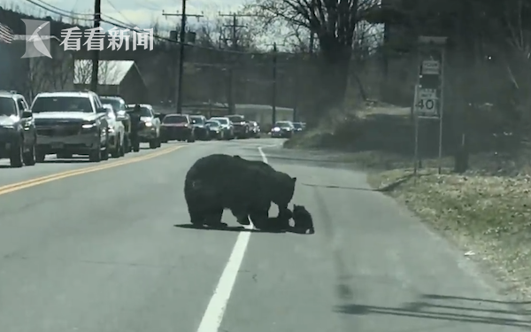 当妈不易！熊妈妈带4个宝宝过马路 结果被“熊孩子们”整崩溃休闲区蓝鸢梦想 - Www.slyday.coM