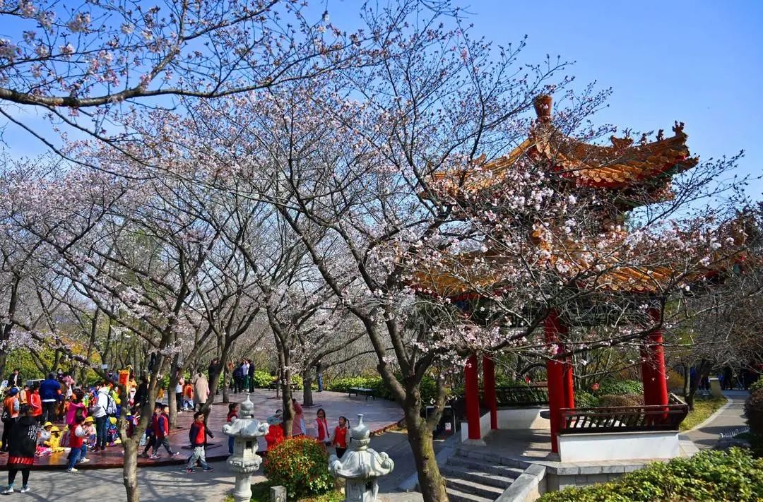 苏醒的春天春暖花开在徐州美景不胜收