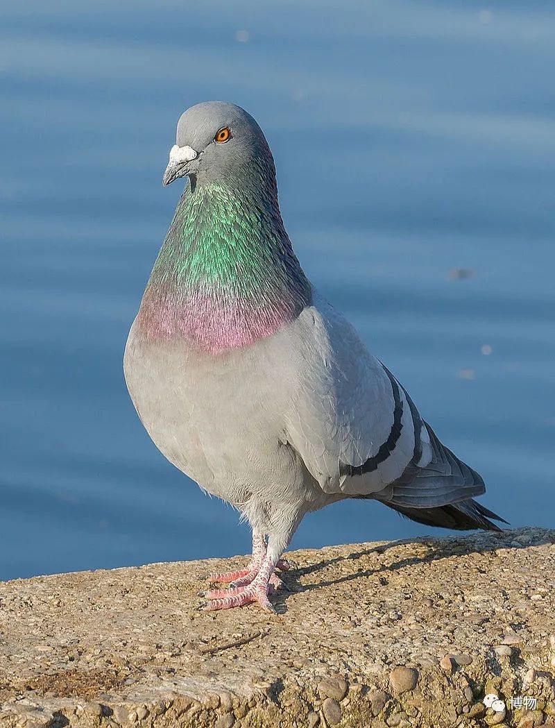 飞鸽智能外呼系统怎么样 电销防封号系统如何选择