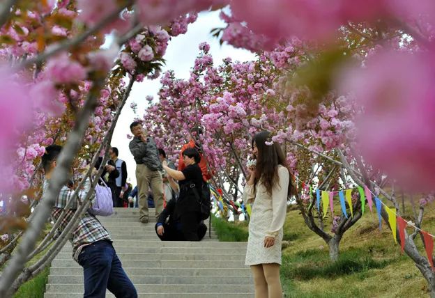 门票免费提前一天预约太原西山玉泉山樱花节开幕