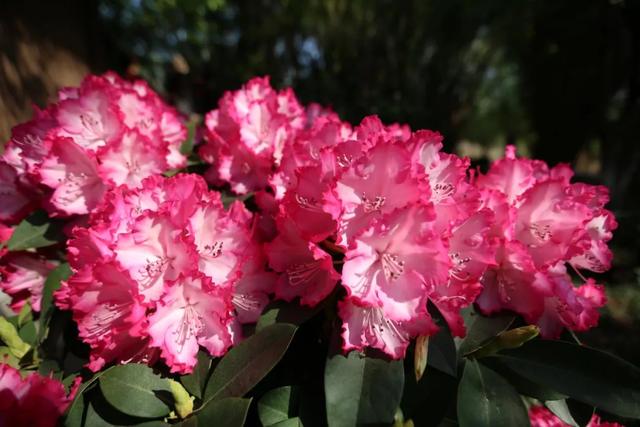 西昌沙土村索玛花儿别样红另辟蹊径谋发展