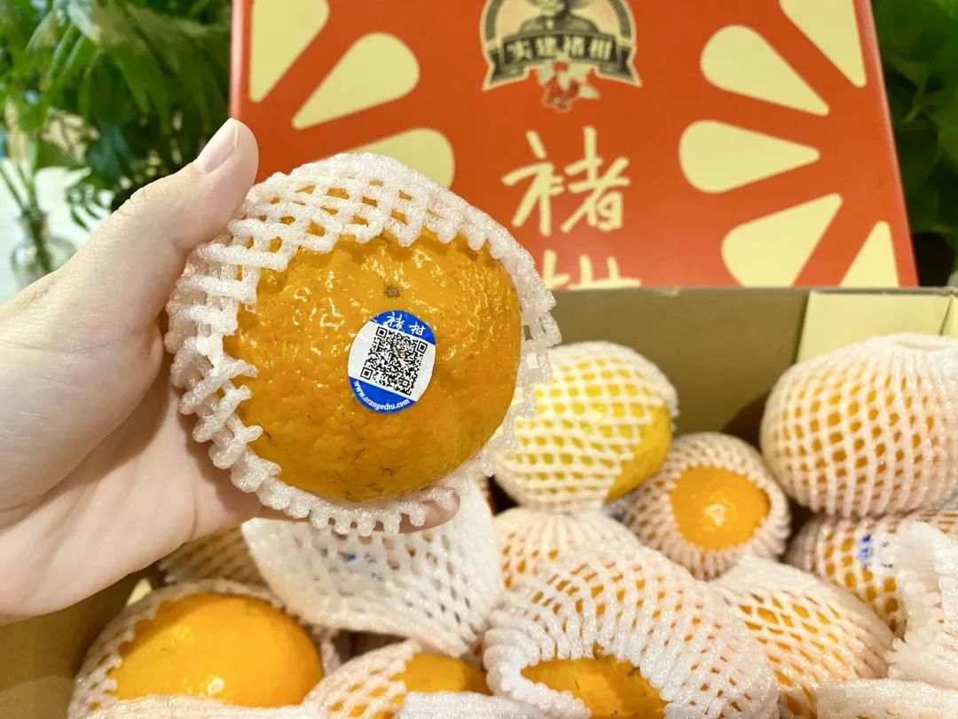 云南|褚橙|直发_新浪新闻