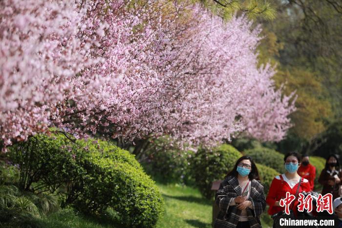 资料图:市民“带着口罩”赏春光。 孟德龙 摄