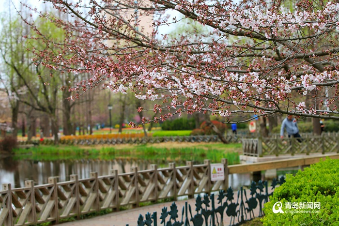 约起来! 首届青岛樱花节来啦 浪漫樱花绽放中山公园