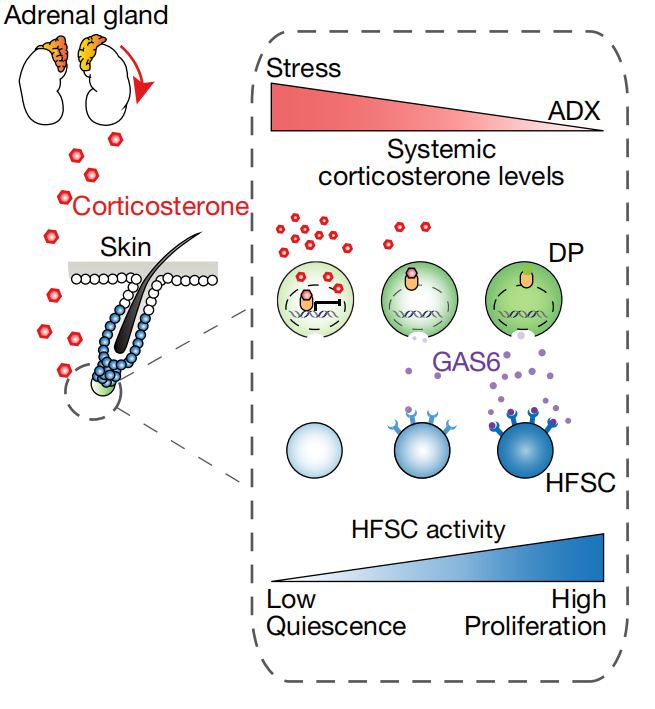 肾上腺(adrenal gland)分泌的皮质酮(corticosterone)会作用于真皮