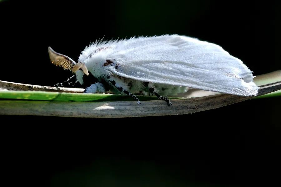 河北多地被列入"白蛾疫区"!