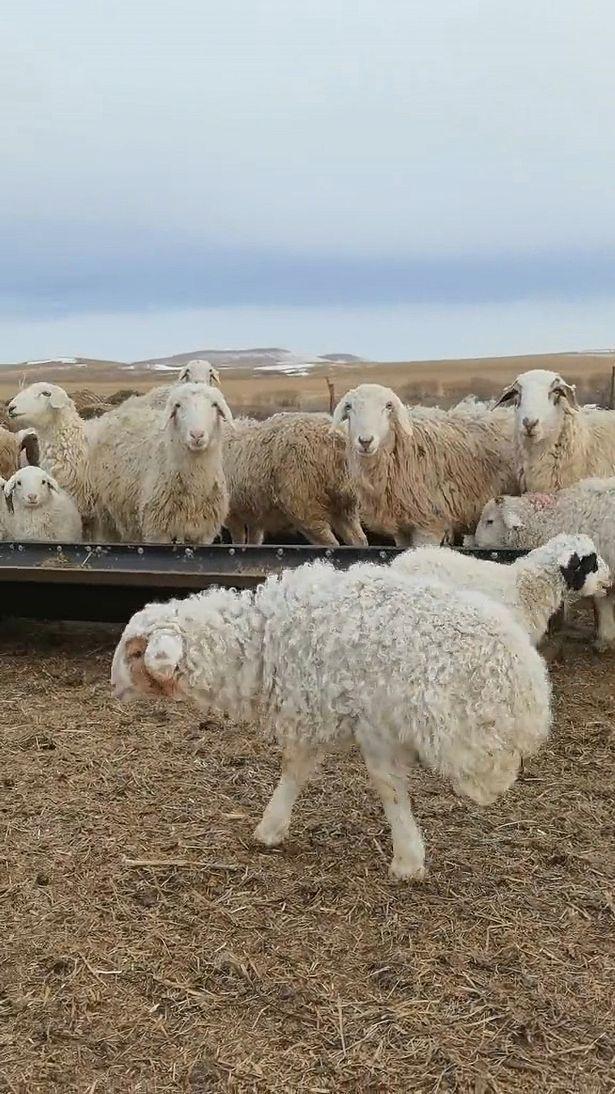 内蒙古两条腿变异羊身残志坚学会像人一样直立行走