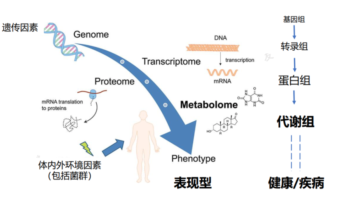 提供临床质谱和代谢组学全解决方案,「诺米代谢」获亿元a轮融资丨早起