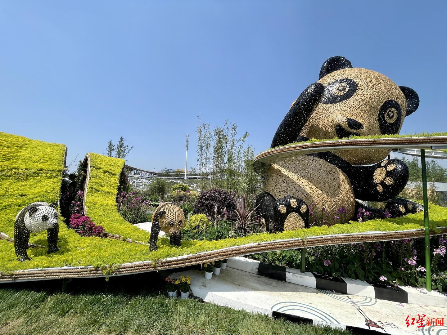 花漾蓉城成都花展启幕开放至5月15日