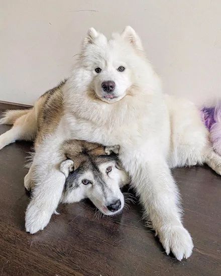 网友同时养了哈士奇和萨摩耶结果它们的日常是这样的太沙雕了