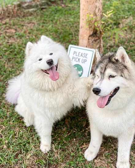 网友同时养了哈士奇和萨摩耶结果它们的日常是这样的太沙雕了