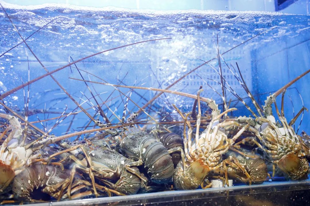 海鲜|火锅|福州_新浪新闻