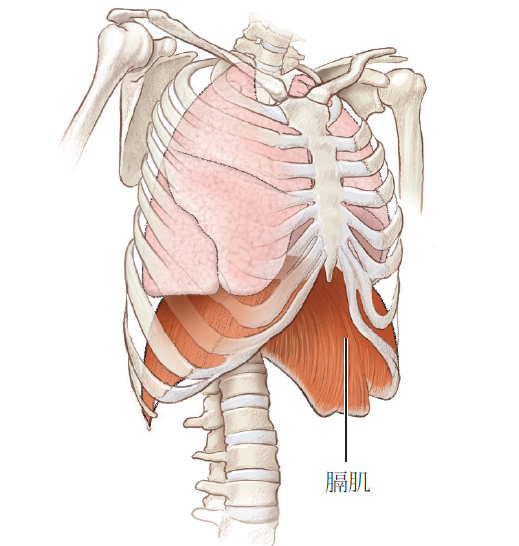 迈兹尔(jordan metzl)研究后认为,引起岔气最可能的原因是膈肌痉挛