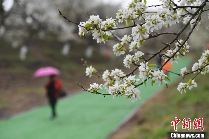 长春莲花山百年梨园鲜花绽放
