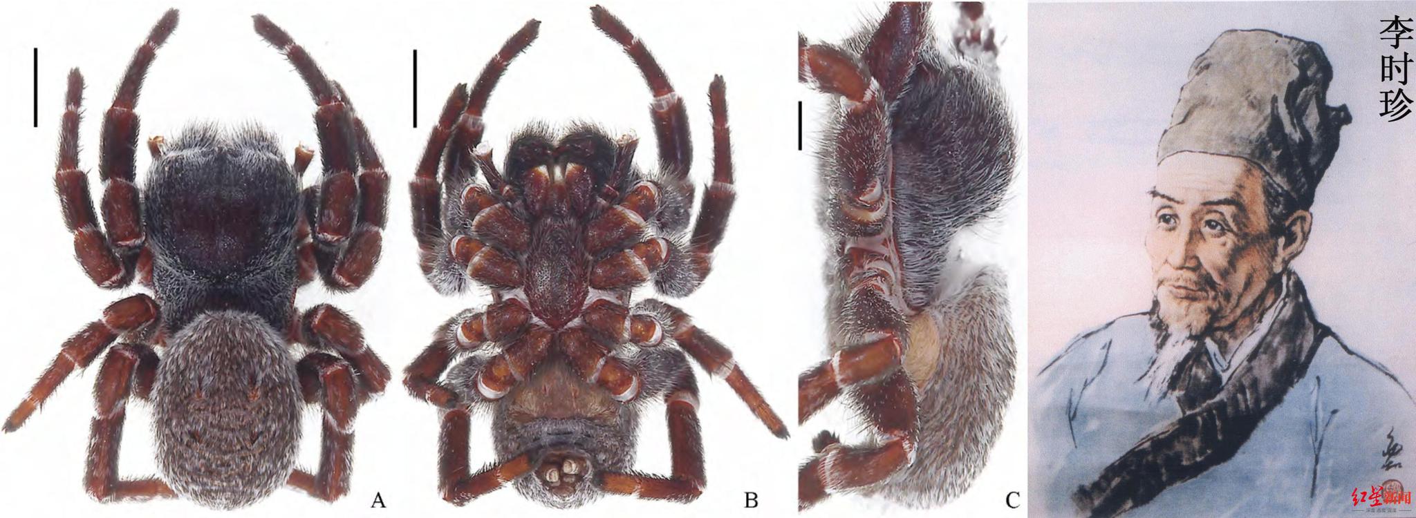 西双版纳新发现蜘蛛新种命名姜文希望引起更多人关注