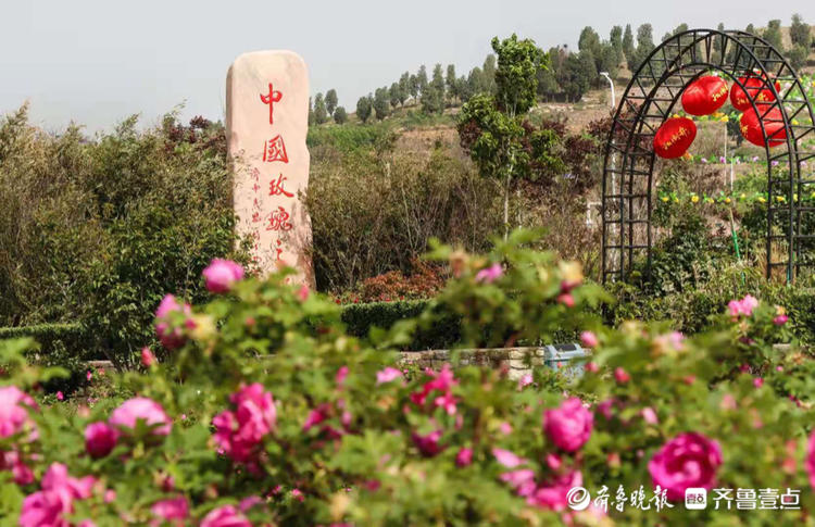 五一去哪玩,平阴玫瑰乡真挺棒