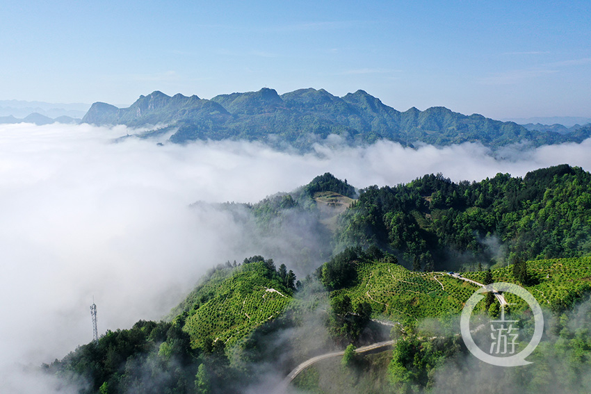 4月30日,重庆市黔江区中塘镇胜利村油茶基地云雾缭绕,茶园,山峰