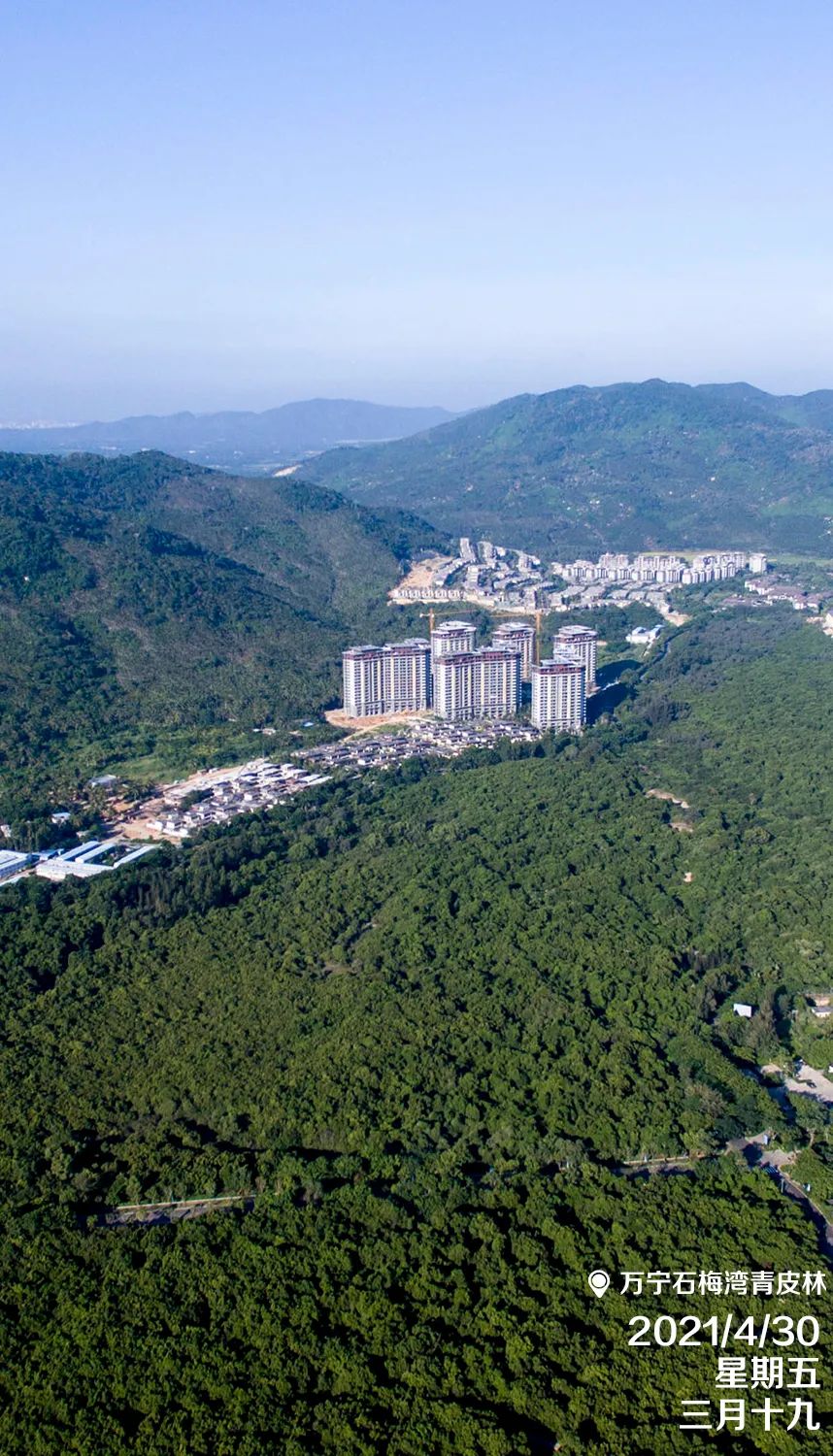 每日一景|万宁石梅湾青皮林