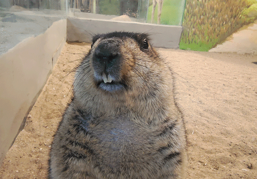 在这里变成真的啦曾一度风靡网络的土拨鼠表情包那形象,那动作可真是