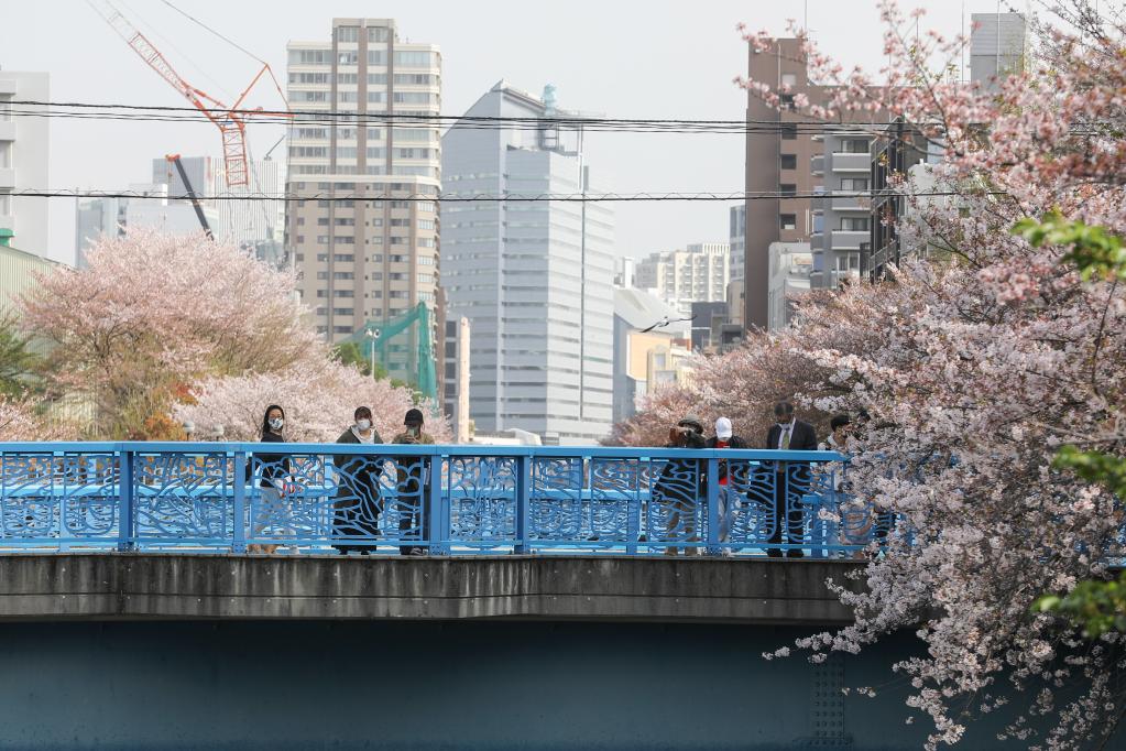 4月1日，人们在日本东京赏识现在暗川沿岸的樱花。新华社记者杜潇逸摄