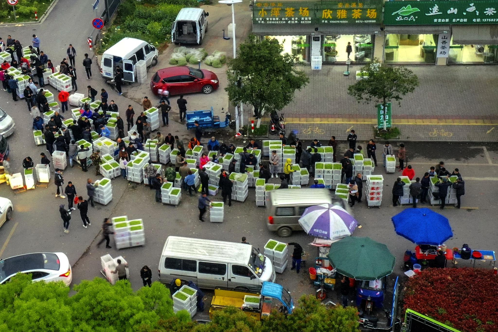 安吉白茶市场闹盈盈