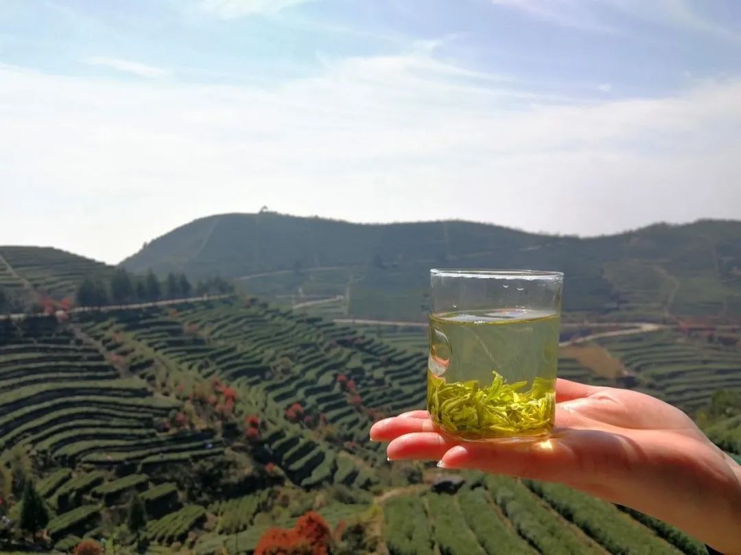 登上浙江临海市羊岩山看春光中的万亩茶园