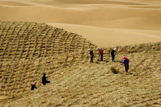 △ 腾格里沙漠边缘中卫沙坡头地区，百姓在扎草方格治沙。图片来源：央视网