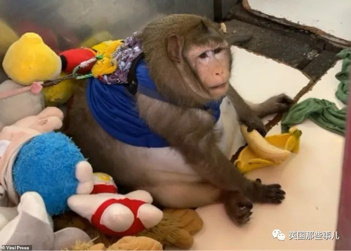 水果零食和垃圾食品它凭实力把自己吃成了全世界最胖的猴子